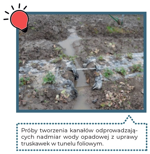kanały odprowadzające wodę opadową z uprawy truskawek