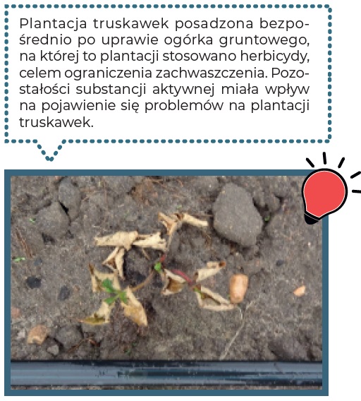 plantacja truskawek posadzona po uprawie ogórka gruntowego