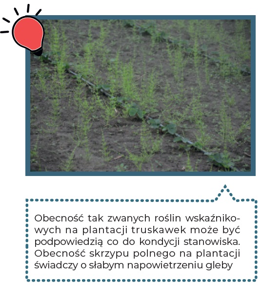 rośliny wskaźnikowe na plantacji truskawek