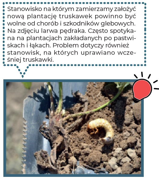 szkodniki na plantacji truskawek
