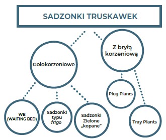 sadzonki truskawek - podział typów sadzonek na sadzonki gołokorzeniowe i sadzonki z bryłą korzeniową