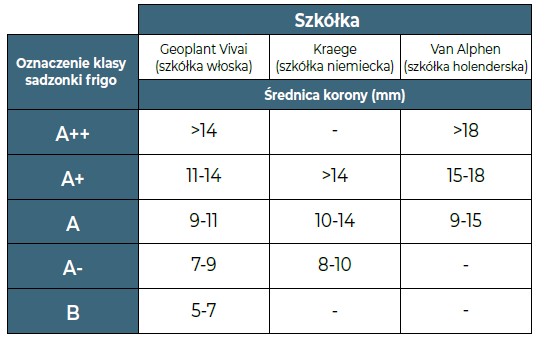 tabela z przykładowymi rozmiarami poszczególnych kategorii sadzonek truskawki dla wybranych szkółek