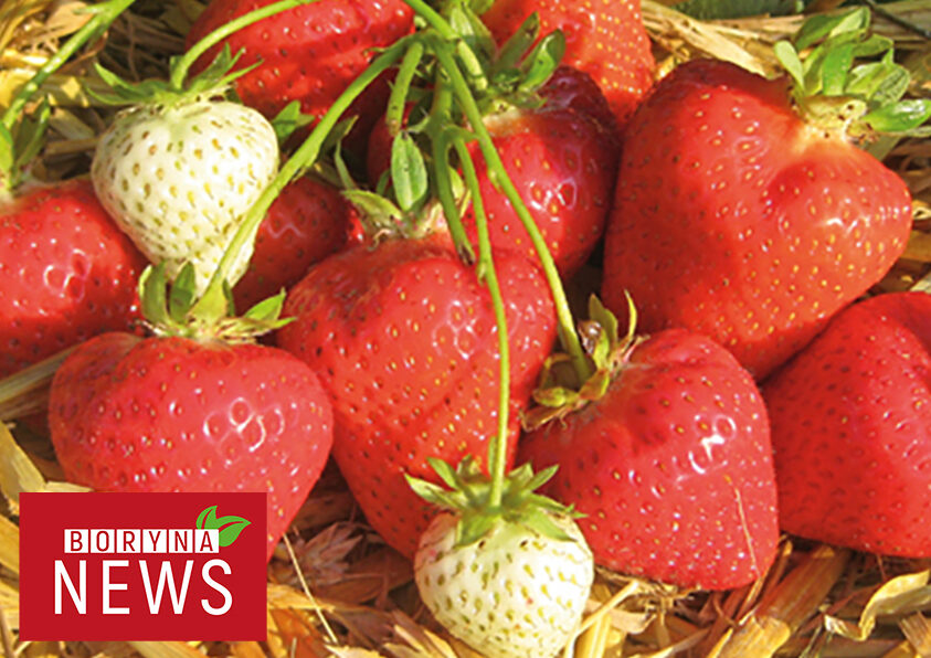 Truskawki boryna news
