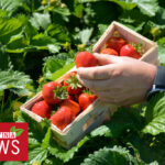 Jak zwiększyć jakość oraz trwałość pozbiorczą owoców truskawki? 13.06.2021