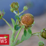 PROBLEMY NA PLANTACJACH - WCIORNASTEK 06.06.2021