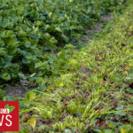 Koniec zbiorów truskawek ? jak zadbać o plantację, aby jak najlepiej przygotować ją na przyszły sezon? 8.07.2021