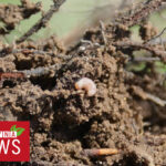 Pożyteczne nicienie entomopatogeniczne ? biologiczne zwalczanie szkodników glebowych 27.08.2021