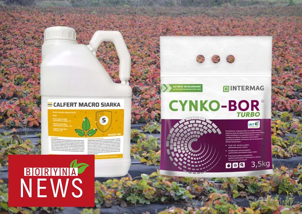 Borynanews_okadka