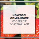 Już od 1.10.2021 r. przyjmujemy zamówienia na sadzonki typu frigo! 26.09.2021