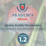 Wielka trójka niszcząca plony truskawki i dochody plantatorów ? część druga