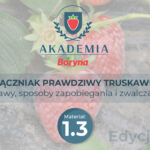 Wielka trójka niszcząca plony truskawki i dochody plantatorów ? część trzecia