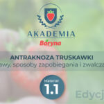 Wielka trójka niszcząca plony truskawki i dochody plantatorów ? część pierwsza