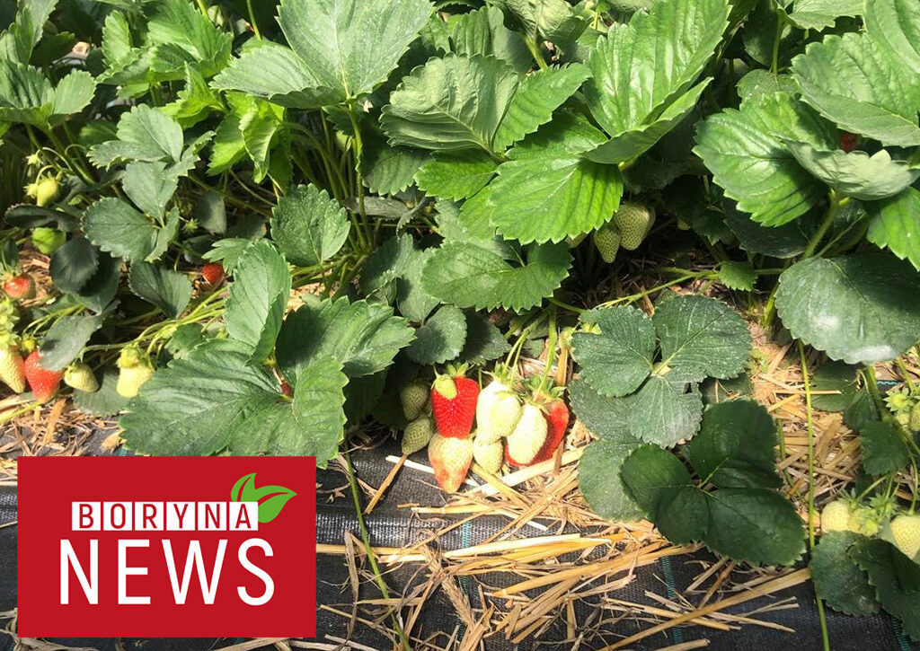 Boryna_NEWS1
