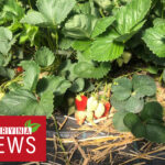 Plantacje truskawek i innych owoców miękkich w 19 i 20 tygodniu 2022r.