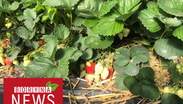 Boryna_NEWS1