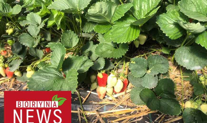 Boryna_NEWS1