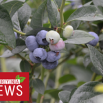 Plantacje truskawek i innych owoców miękkich na przełomie 22 i 23 tygodnia 2022r.