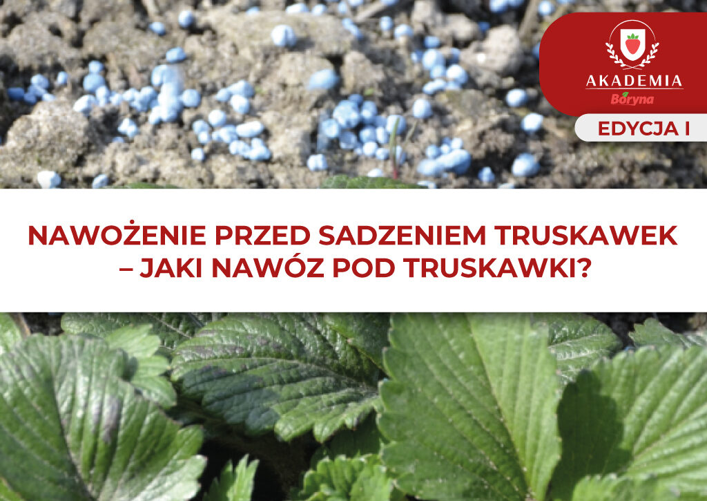 Artykuł 2 Akademia Boryna I Nawożenie pod sadzenie truskawek