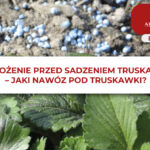 NAWOŻENIE PRZED SADZENIEM TRUSKAWEK ? JAKI NAWÓZ POD TRUSKAWKI?