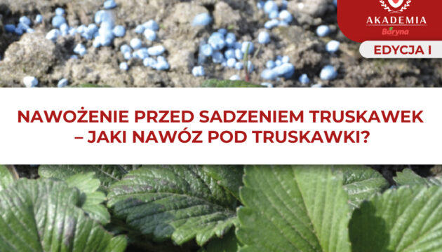 Artykuł 2 Akademia Boryna I Nawożenie pod sadzenie truskawek