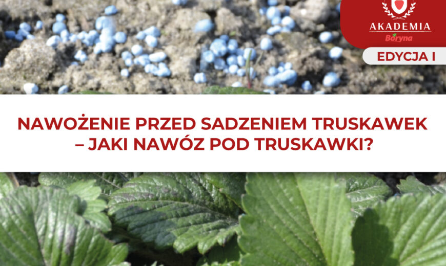 Artykuł 2 Akademia Boryna I Nawożenie pod sadzenie truskawek