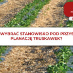 SADZENIE TRUSKAWEK - JAK WYBRAĆ STANOWISKO POD PLANTACJĘ TRUSKAWEK?