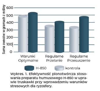preparat humusowy H-850 - wykres efektywności w uprawie truskawki