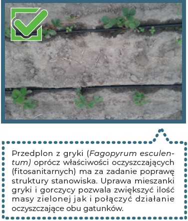 uprawa truskawki posadzona po przedplonie gryki