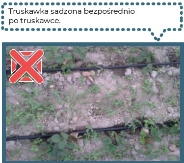 uprawa truskawki posadzona bezpośrednio po truskawce