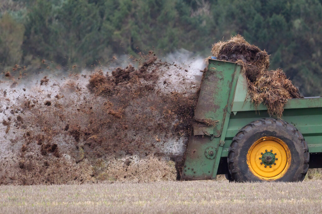 nawożenie organiczne - obornik bydlęcy