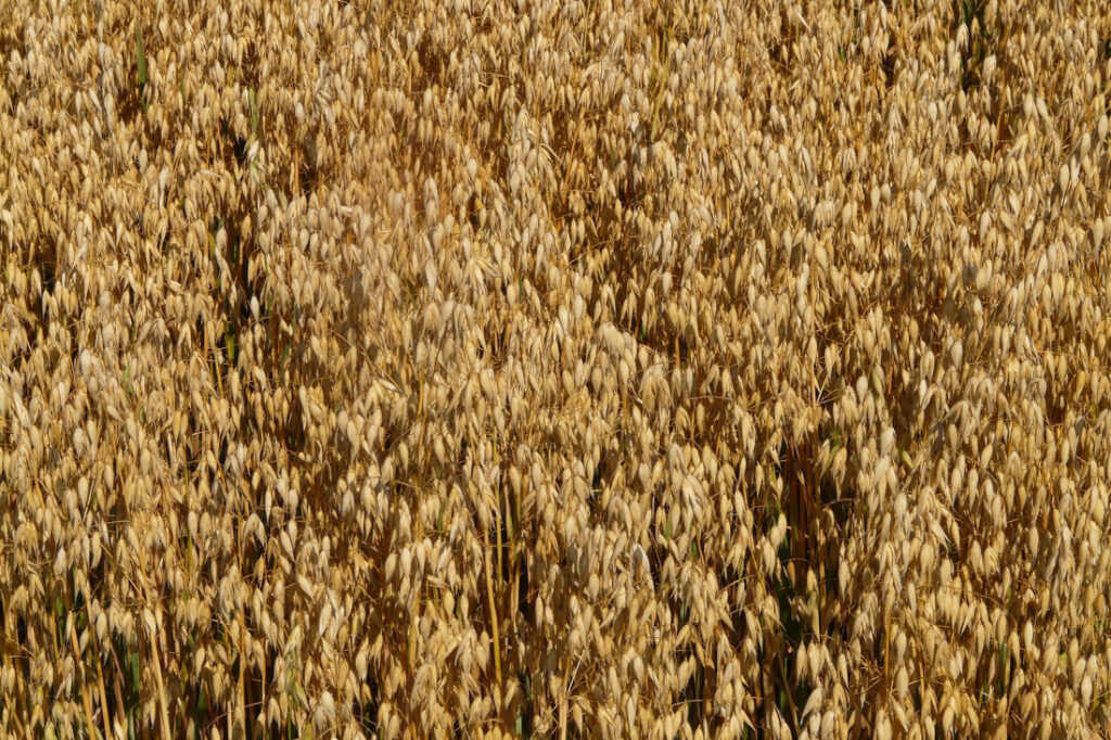 przedplon owsa przed założeniem plantacji truskawek