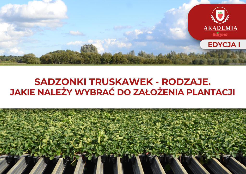sadzonki truskawek – grafika do artykułu 4