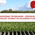 SADZONKI TRUSKAWEK - RODZAJE. JAKIE NALEŻY WYBRAĆ DO ZAŁOŻENIA PLANTACJI?