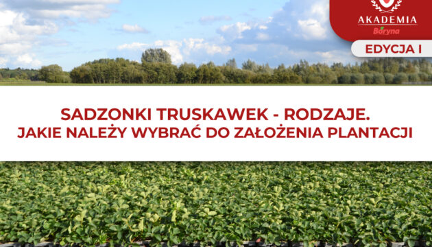 sadzonki truskawek – grafika do artykułu 4