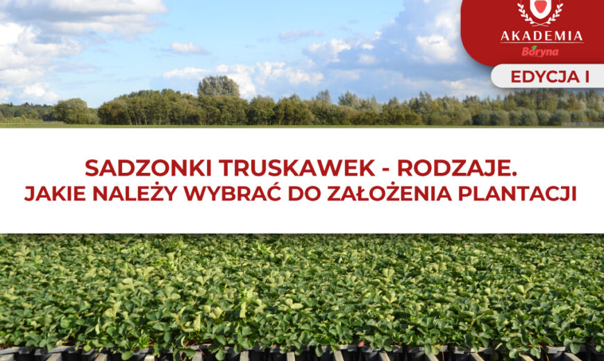 sadzonki truskawek – grafika do artykułu 4