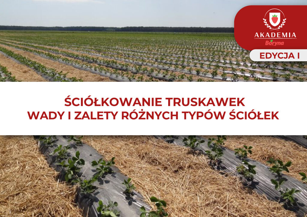 sciokowanie-typy ściółek – boryna