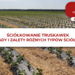 ŚCIÓŁKOWANIE TRUSKAWEK - WADY I ZALETY RÓŻNYCH TYPÓW ŚCIÓŁEK