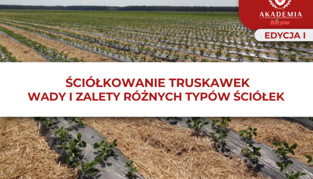 sciokowanie-typy ściółek – boryna