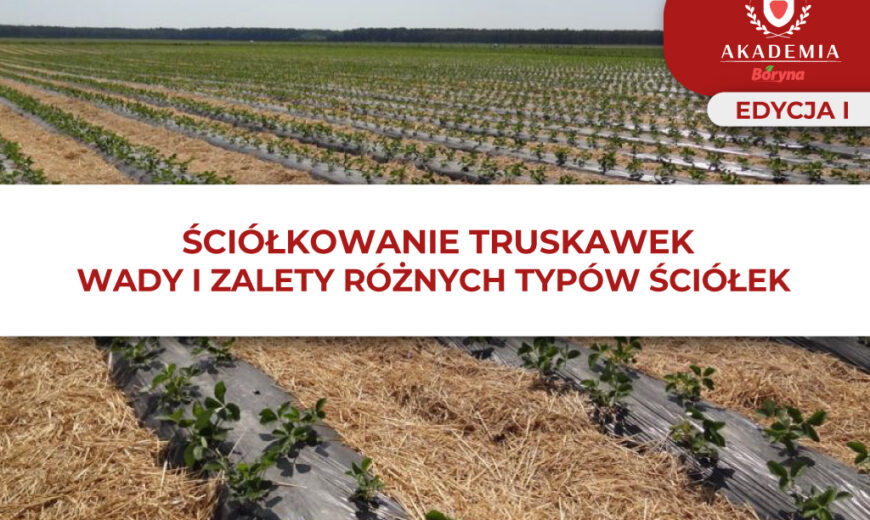 sciokowanie-typy ściółek – boryna
