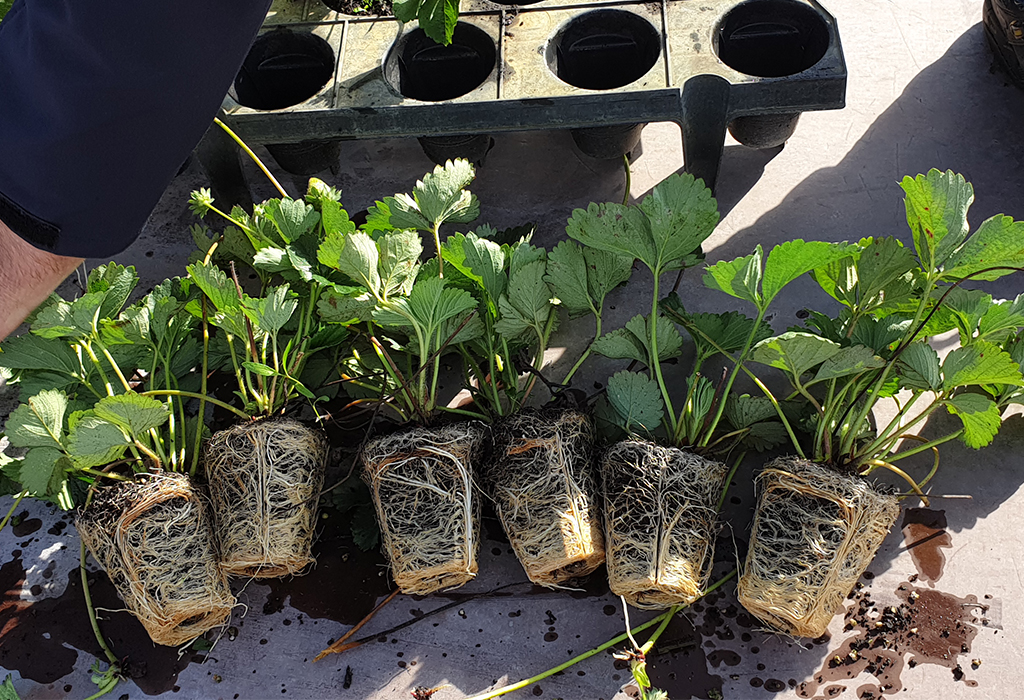 Tray Plants - sadzonka truskawki z bryłą korzeniową