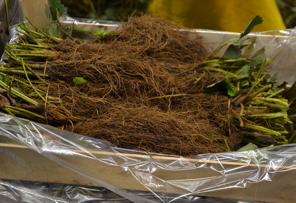 sadzonki zielone truskawki, inaczej sadzonki "kopane" (ang. FRESH PLANTS)