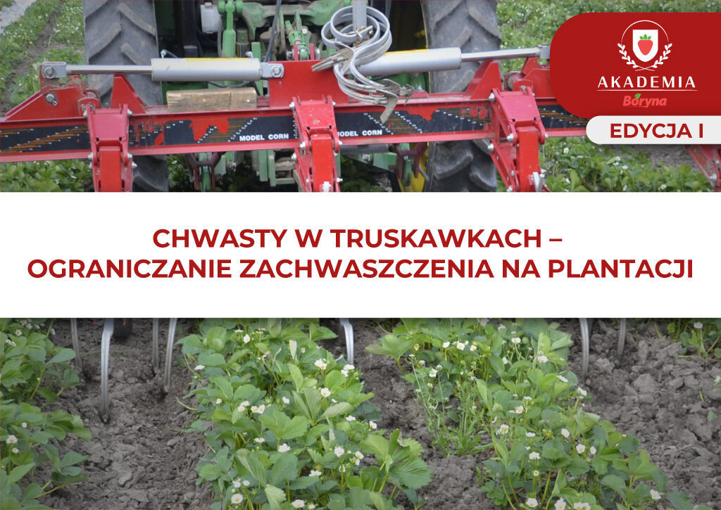 Chwasty w truskawkach – główne