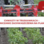 CHWASTY W TRUSKAWKACH - OGRANICZANIE ZACHWASZCZENIA NA PLANTACJI
