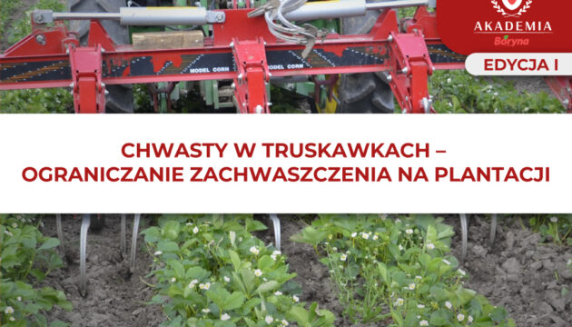 Chwasty w truskawkach – główne