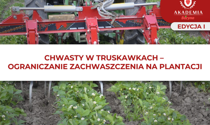 Chwasty w truskawkach – główne