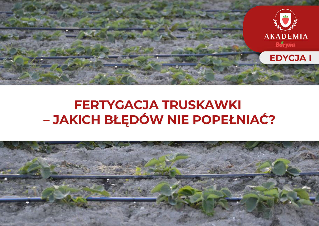 Fertygacja truskawki_glowne