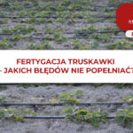 FERTYGACJA TRUSKAWKI - JAKICH BŁĘDÓW NIE POPEŁNIAĆ?