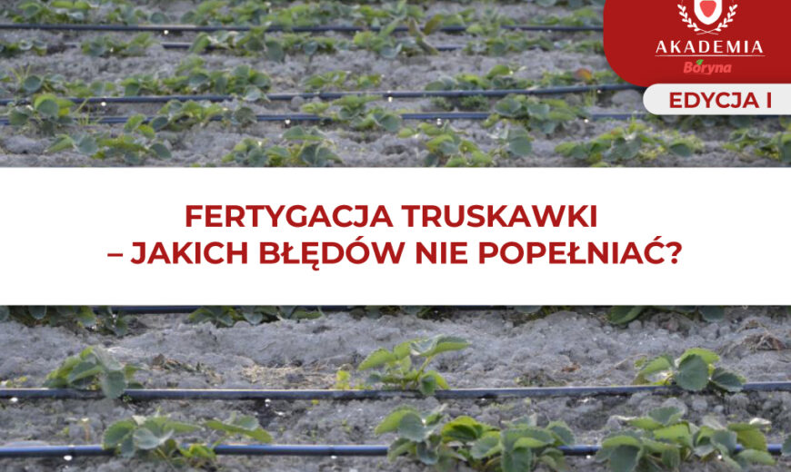 Fertygacja truskawki_glowne