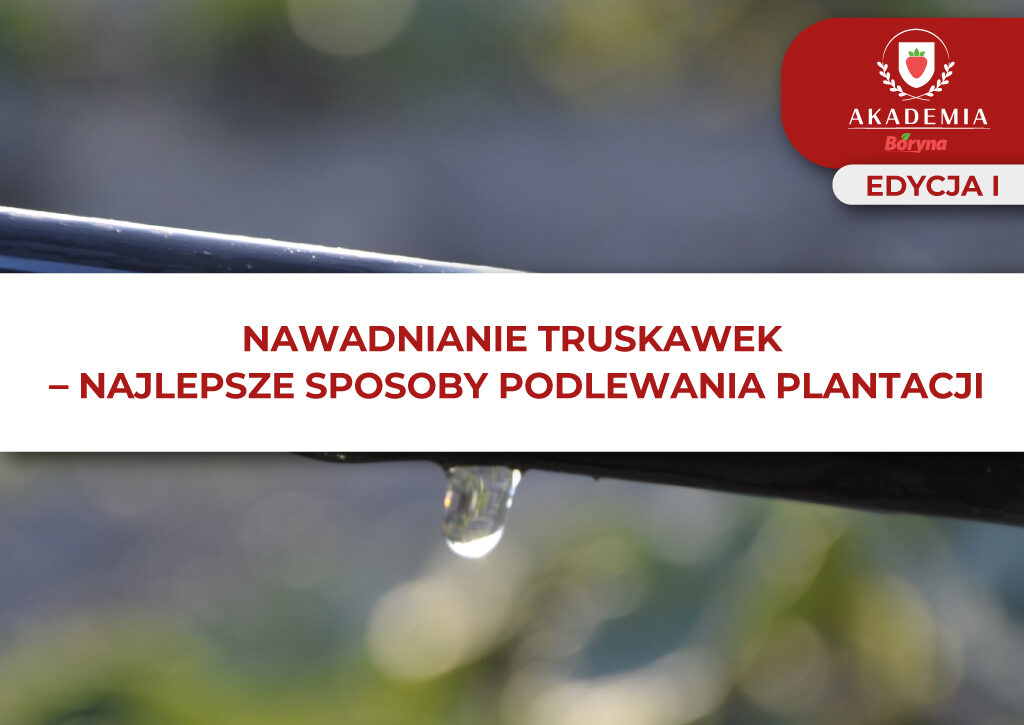 Nawadnianie truskawek – grafika