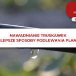 NAWADNIANIE TRUSKAWEK - NAJLEPSZE SPOSOBY PODLEWANIA PLANTACJI